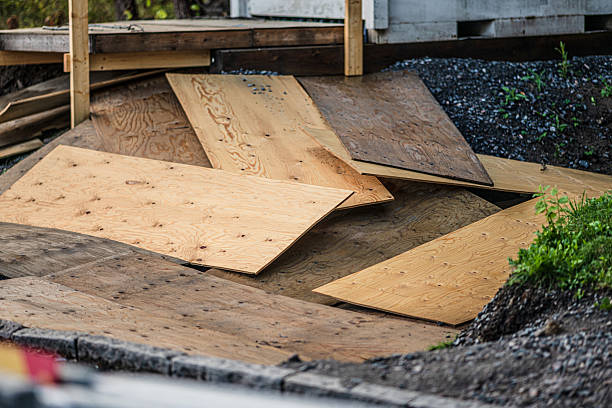 Is Mold on Plywood Dangerous in Hurricane-Damaged Homes? The Race Against Time