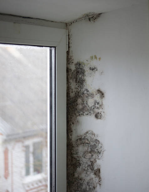 End-of-Summer Mold Growth