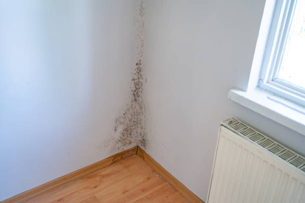 Is mold under flooring dangerous in mold-resistant buildings