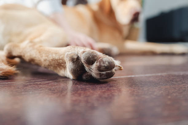 Is Mold Under Flooring Dangerous for Pets