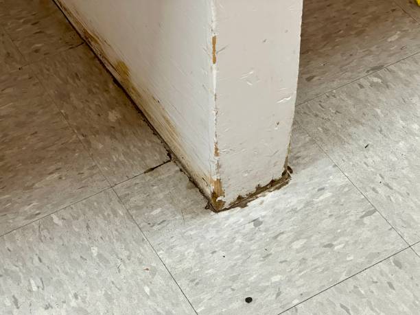 Is Mold Under Flooring Dangerous? The Hidden Threat Costing Santa Rosa Beach Homeowners $175,000