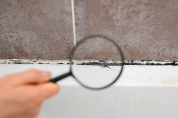 Mold Spore Detection Near Me