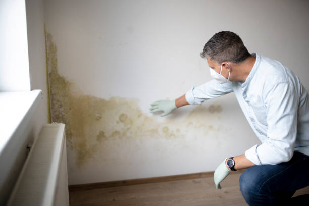 mold experts near me