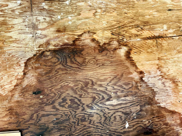 Mold From Subfloor