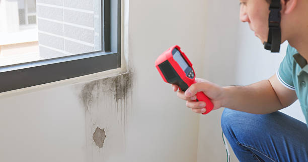 mold experts near me
