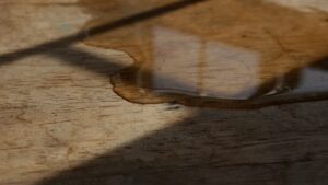 How to Remove Mold From Subfloor: What Most Guides Leave Out