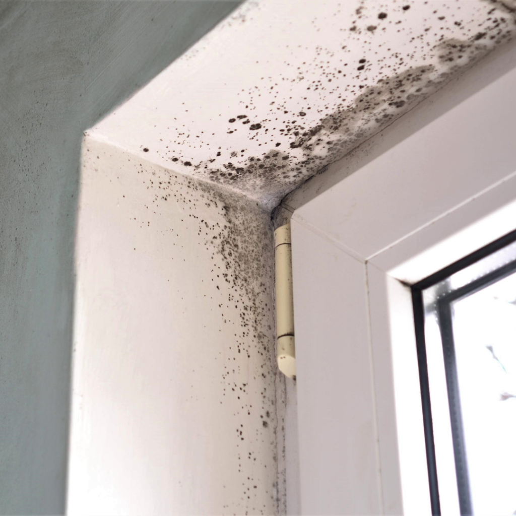 mold