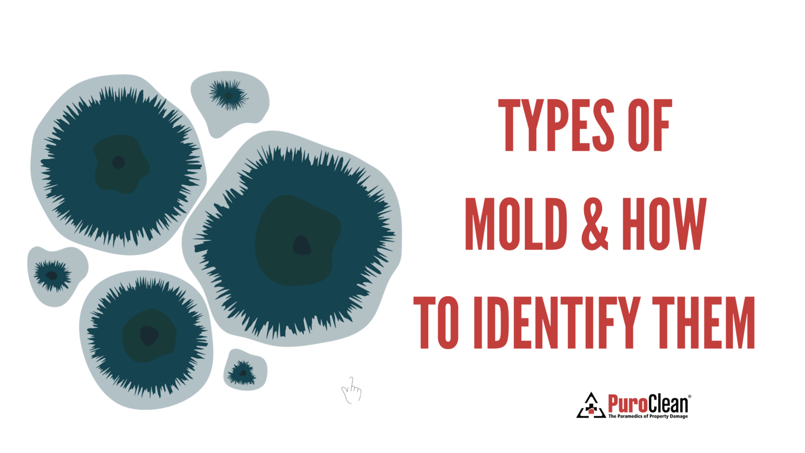 Types of Mold & How to Identify Them
