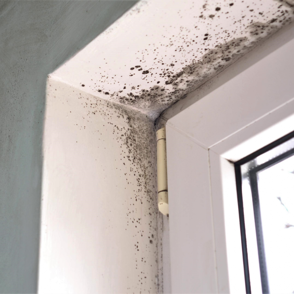mold