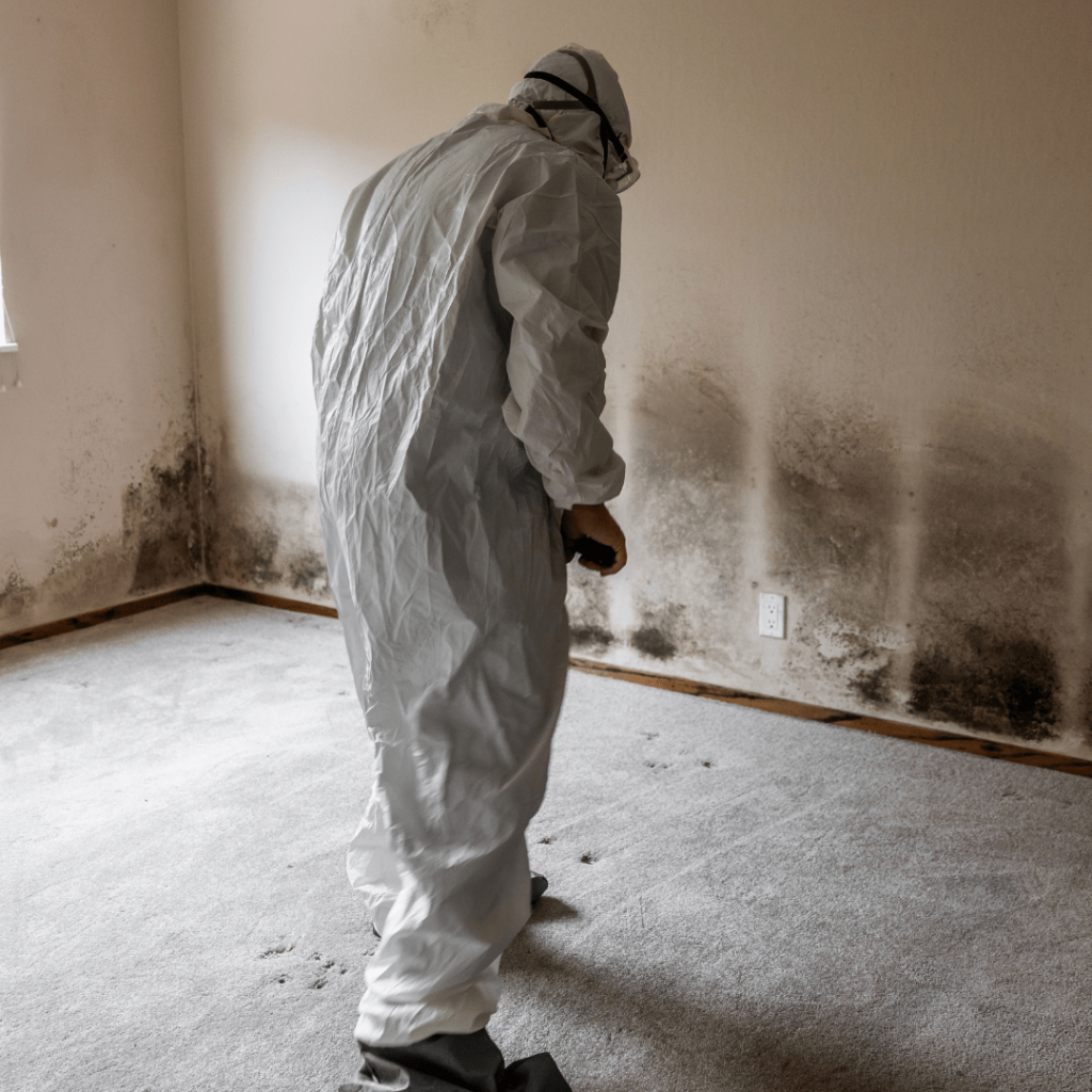 mold inspection