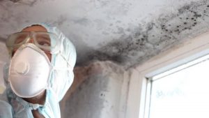 Technician examining a moisture-damaged corner where mold commonly forms