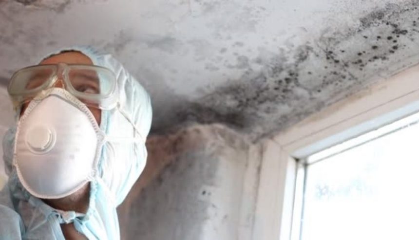 Technician examining a moisture-damaged corner where mold commonly forms