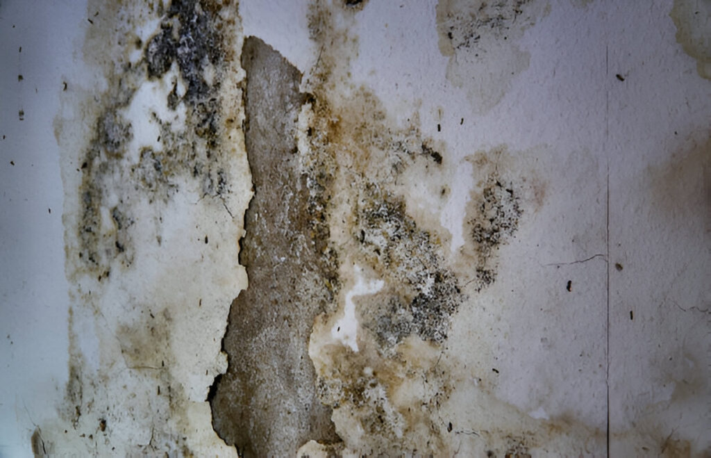 mold remediation in siesta key