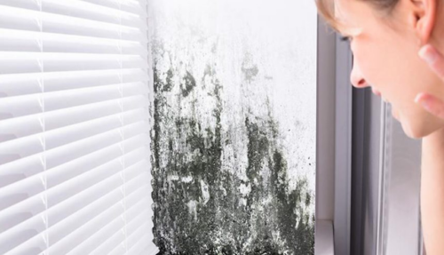 mold can affect your indoor air quality