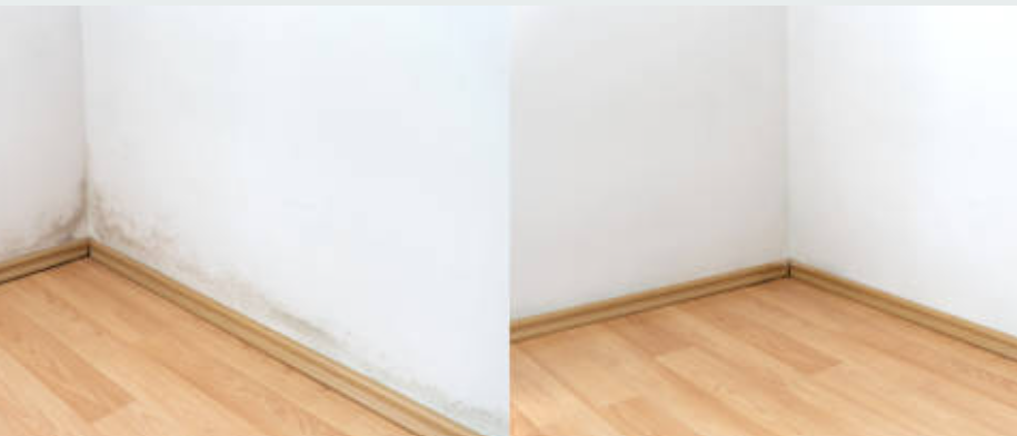 Professional water damage restoration in Kulpsville using moisture detection technology