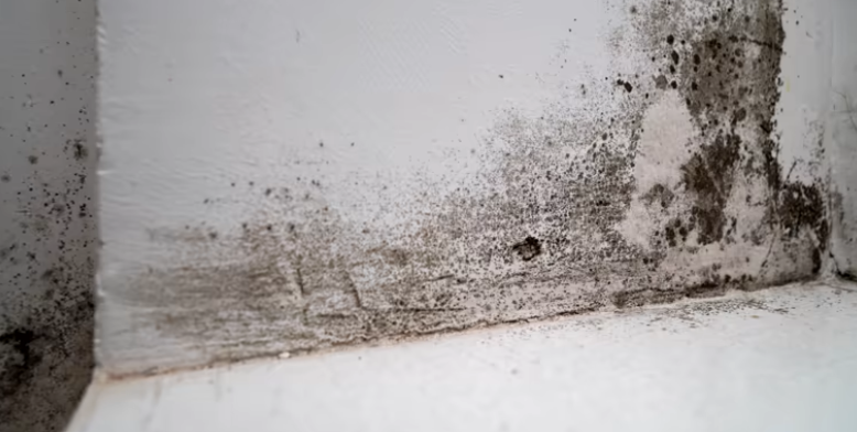 Water damage restoration in Skippack mold growth requiring immediate professional treatment