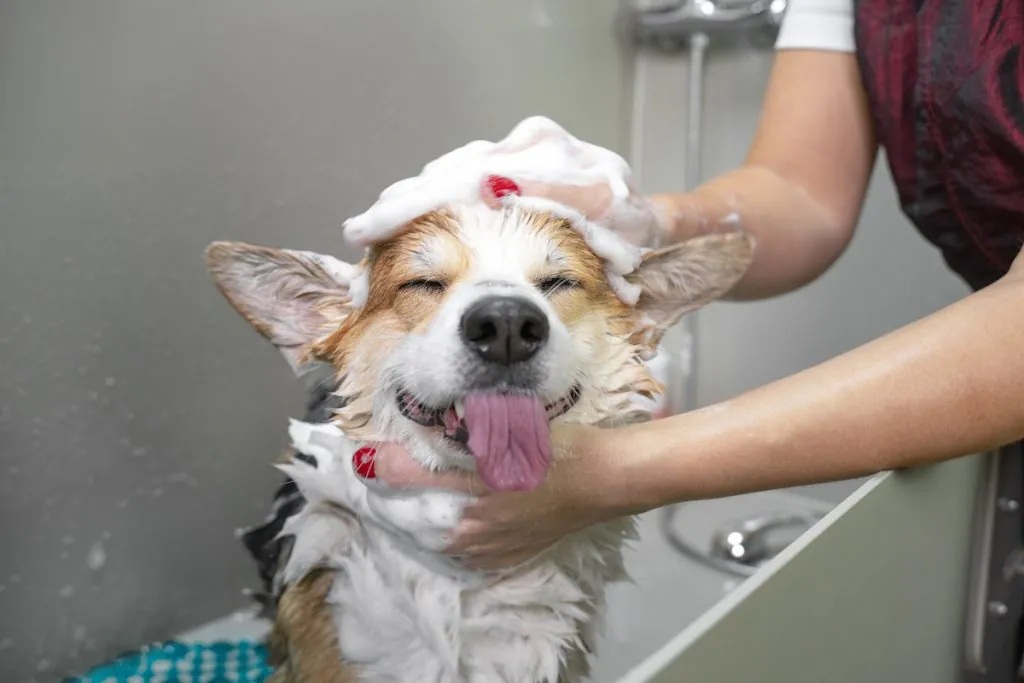 Understanding the Science Behind Pet Odors