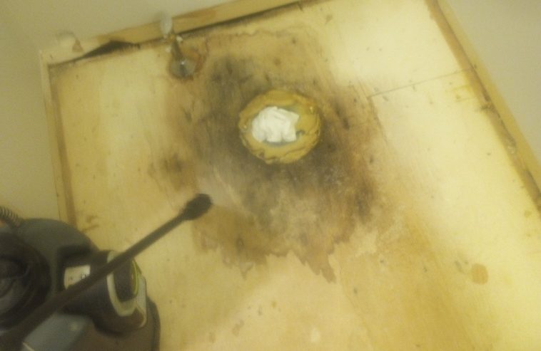 Professional Mold Removal Cost