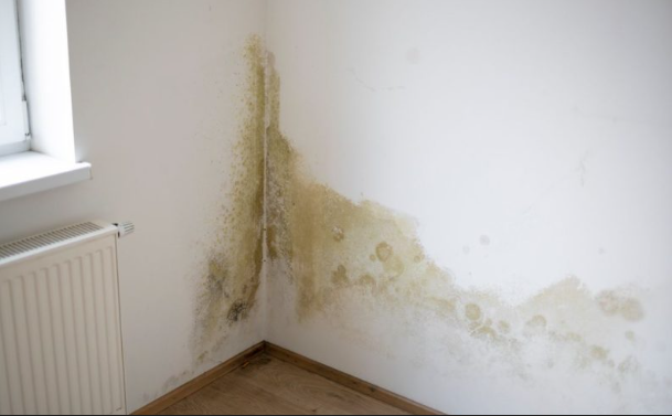 Water damage restoration in Maple Glen preventing mold growth through rapid professional drying