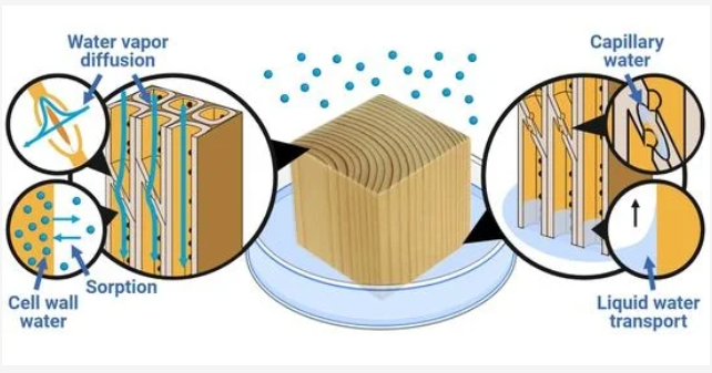 how to fix warped wood floor from water; wood plank moisture absorption and cupping diagram