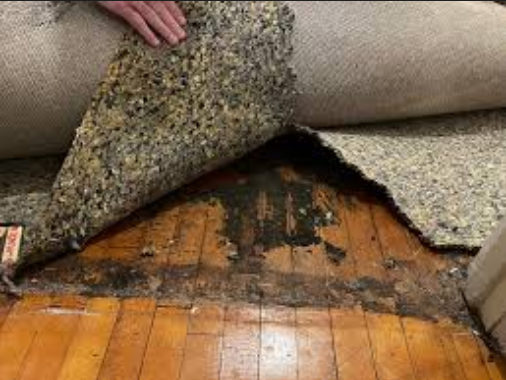 Pulling back wet carpet to check padding when learning how to dry wet carpet fast at home