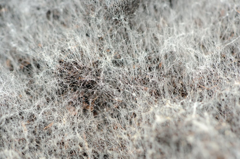 get rid of mold white-mold