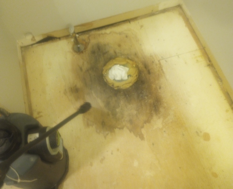 Professional Mold Removal Cost