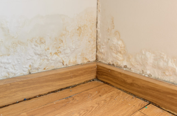 signs of hidden water damage drywall mold Montgomery County home