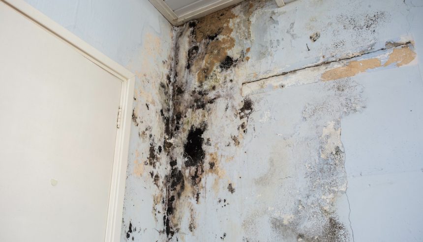 mold growth found on a wall