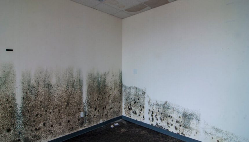 Mold remediation