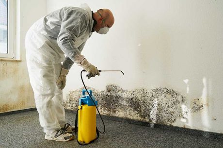mold