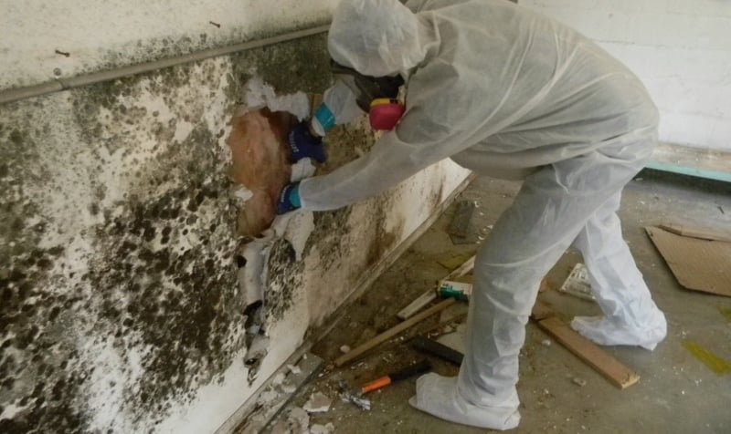 Expert Guide: Local Commercial Mold Removal Companies in Scottsdale, AZ