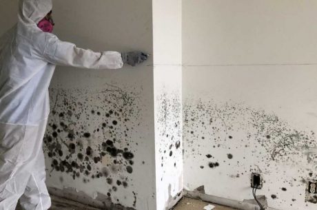 mold remediation