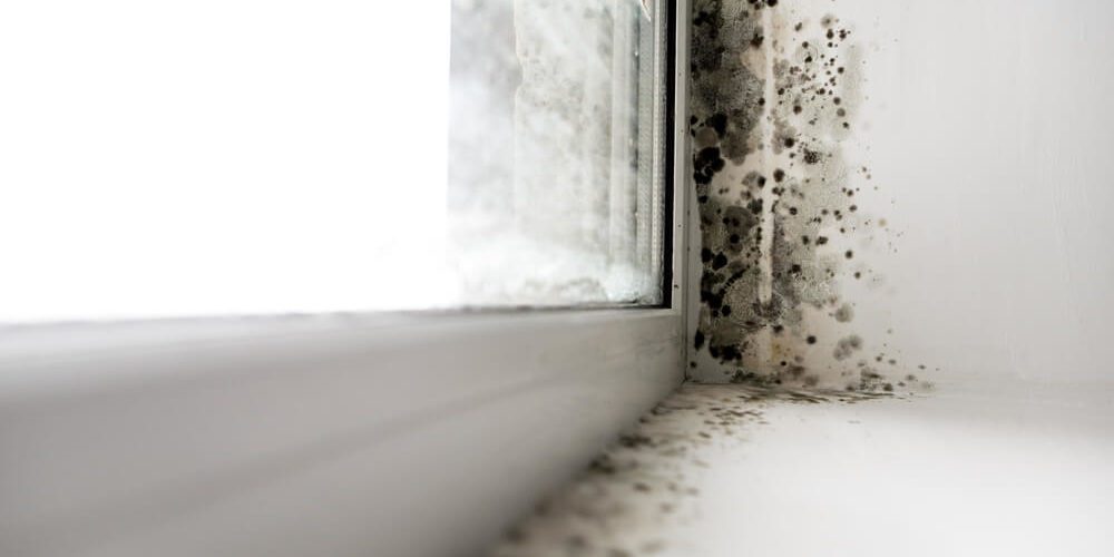 Mold damage