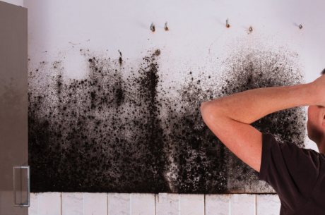 Seattle mold cleanup and signs or symptoms