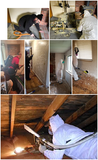professional mold cleanup Seattle