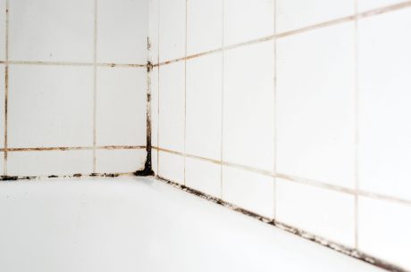 Mildew is different than mold.