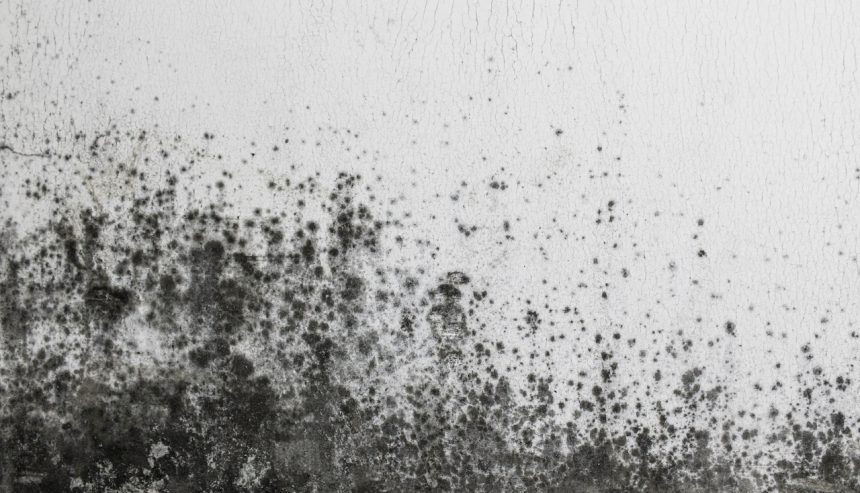 Mold can be a dangerous.