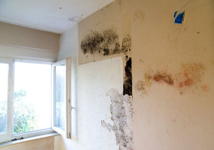 Mold Restoration