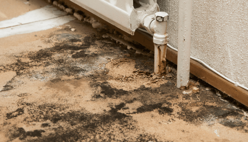 mold remediation