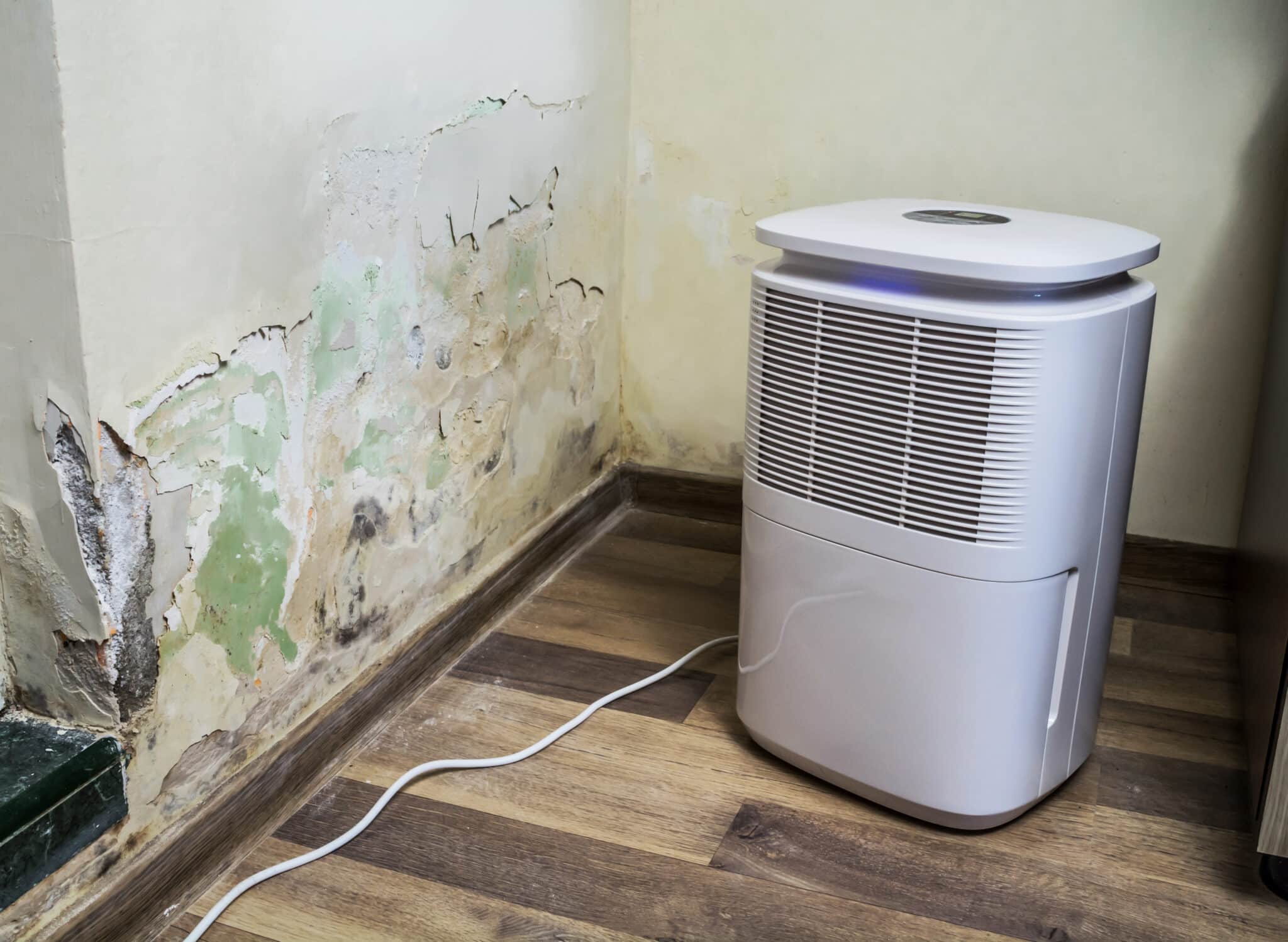 Mold Removal in South Merced: Does an Air Purifier Remove Mold?