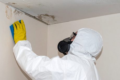 Mold Remediation Near Me
