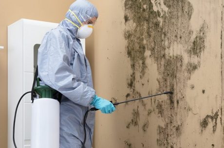 Mold Remediation Near Me