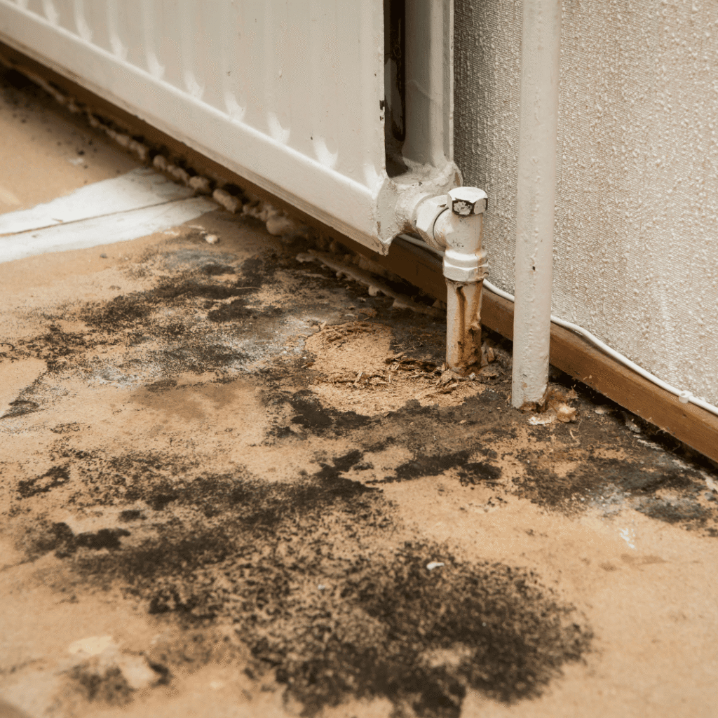 mold remediation