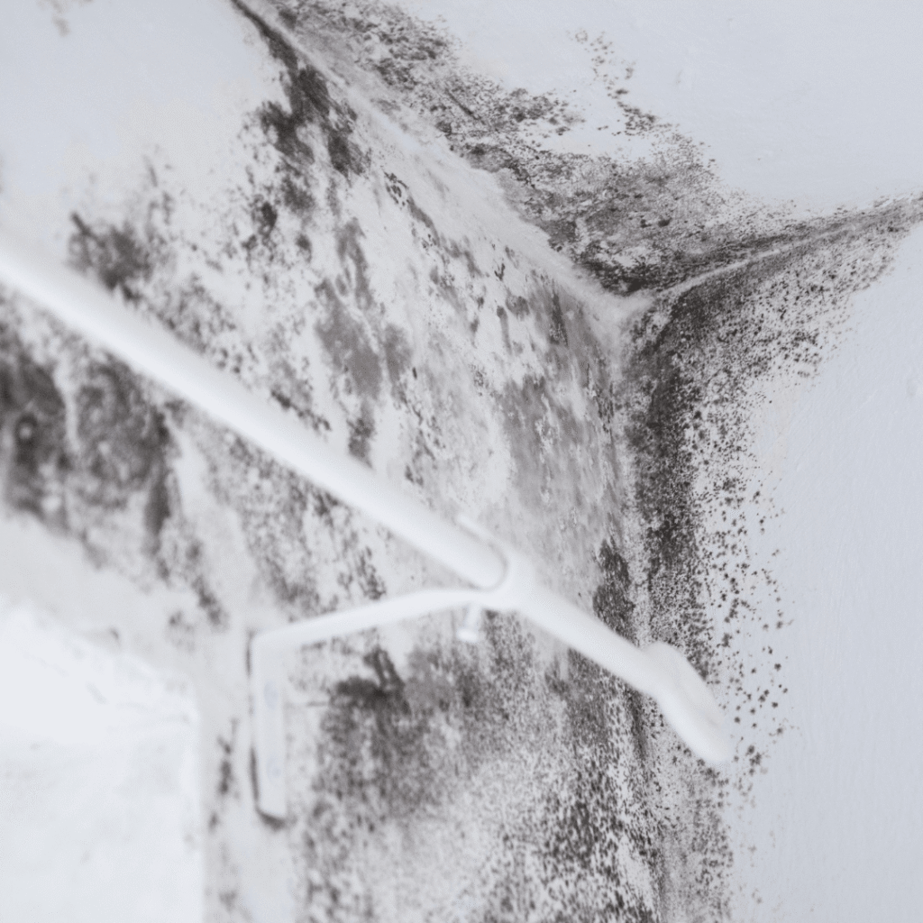 mold remediation