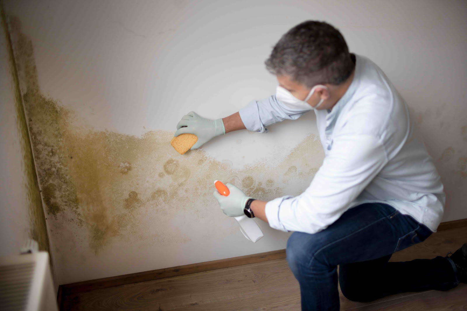 Cleaning mold from wall with sponge and spray