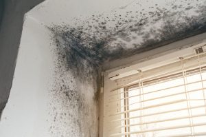 mold damage southlake tx