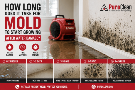 How Long Does It Take for Mold to Start Growing After Water Damage