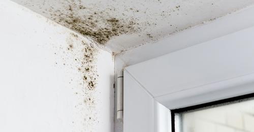 hidden mold