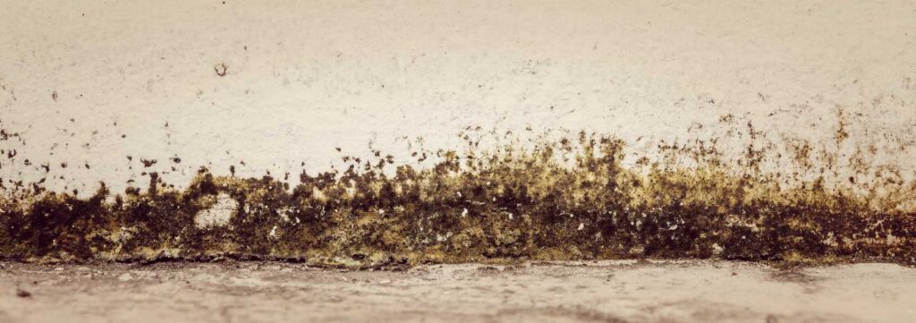 Crawl-Space-Mold-Prevention-Tips-Mold-Removal-Springfield-MO